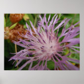 Thistle Flower Poster (Voorkant)