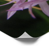 Thistle Flower Poster (Hoek)