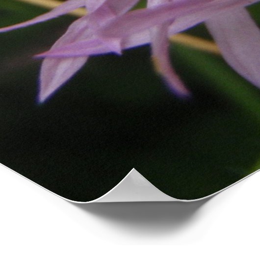 Thistle Flower Poster (Hoek)