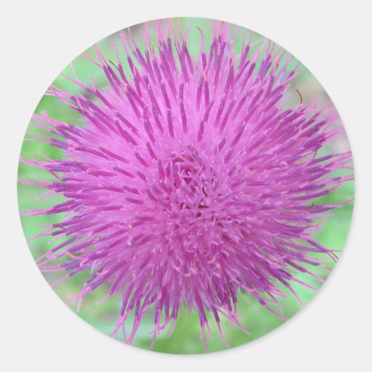 Thistle Flower Ronde Sticker (Voorkant)