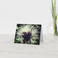 Thistle Fluff Flower Hartelijk dank