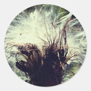 Thistle Fluff Flower Ronde Sticker