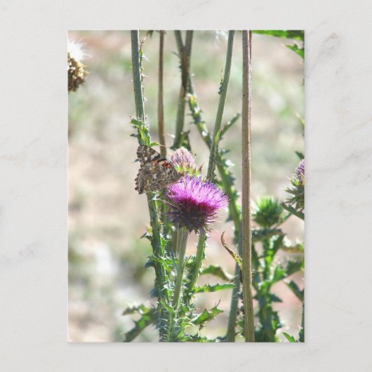 Thistle Love Briefkaart (Voorkant)