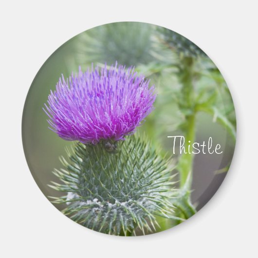 Thistle Magneet (Voorkant)