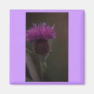 Thistle Magneet