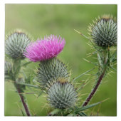 Thistle, nationale bloem van Schotland Tegeltje (Voorkant)