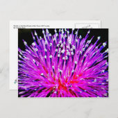 Thistle on the Back Roads of Texas Hill Country Briefkaart (Voorkant / Achterkant)