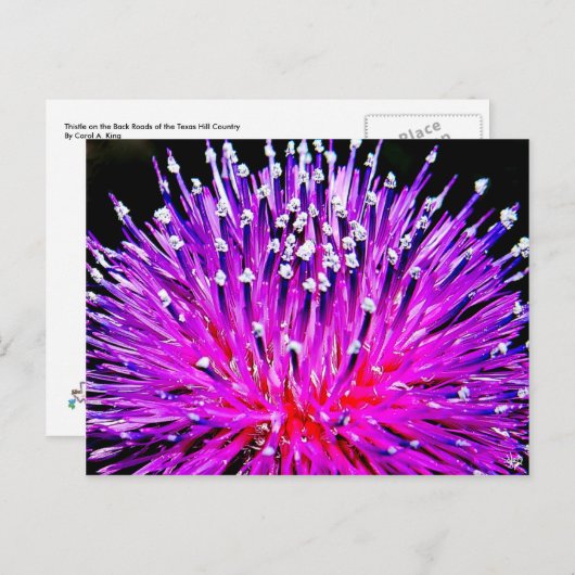 Thistle on the Back Roads of Texas Hill Country Briefkaart (Voorkant / Achterkant)