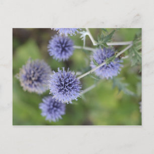 Thistle - Opstaan van de Kroon Briefkaart