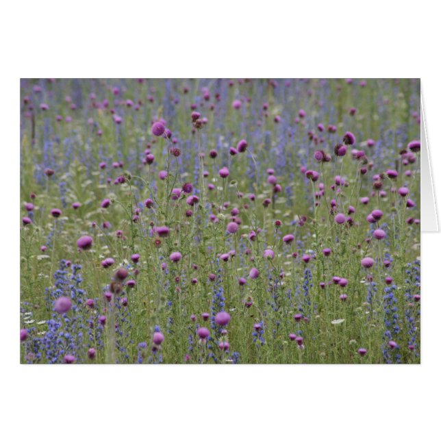 Thistle & Paarse Strife Wilde Bloemen (Voorkant Horizontaal)