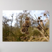 Thistle Poster (Voorkant)