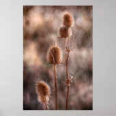 Thistle Poster (Voorkant)