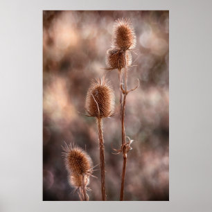 Thistle Poster