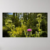 Thistle Poster (Voorkant)