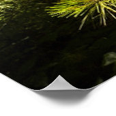 Thistle Poster (Hoek)