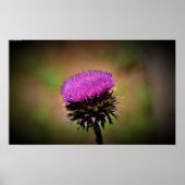 Thistle Poster (Voorkant)
