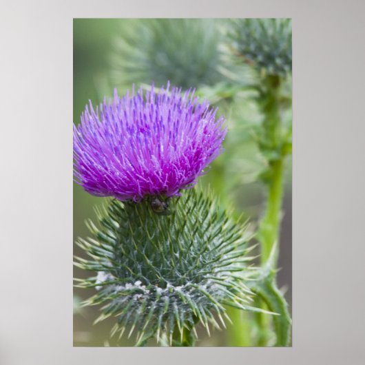 Thistle Poster (Voorkant)