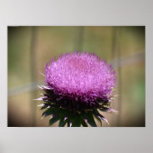 Thistle Poster (Voorkant)