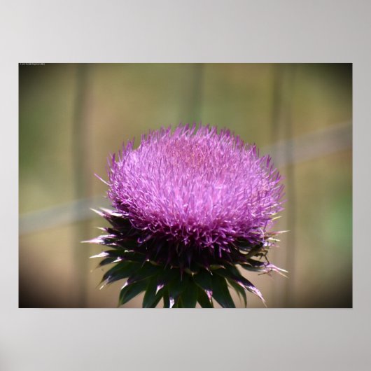 Thistle Poster (Voorkant)