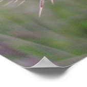 Thistle Poster (Hoek)