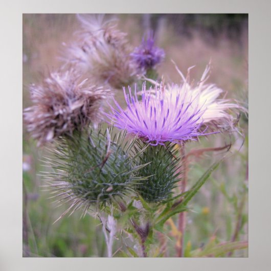 Thistle Poster (Voorkant)