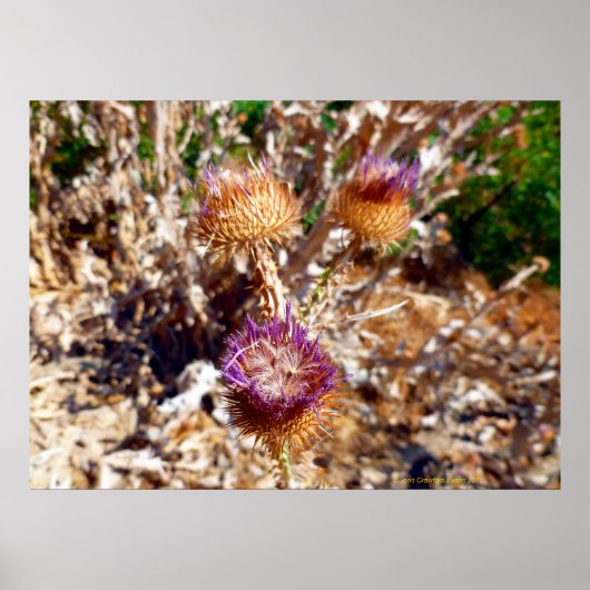 Thistle Poster (Voorkant)