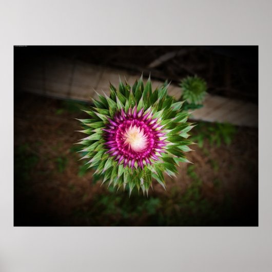 Thistle Poster (Voorkant)