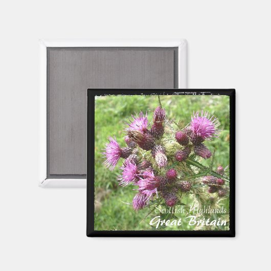 Thistle, Scottish Highlands, Verenigd Koninkrijk ( Magneet (Voorkant / Achterkant)
