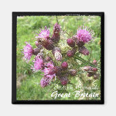 Thistle, Scottish Highlands, Verenigd Koninkrijk ( Magneet (Voorkant)