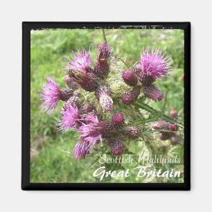 Thistle, Scottish Highlands, Verenigd Koninkrijk ( Magneet