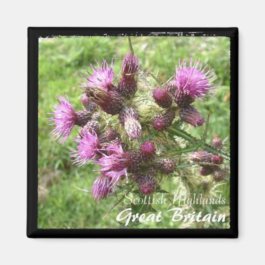 Thistle, Scottish Highlands, Verenigd Koninkrijk ( Magneet (Voorkant)