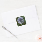 Thistle Stickers (Envelop)