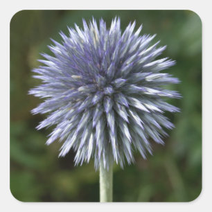 Thistle Stickers