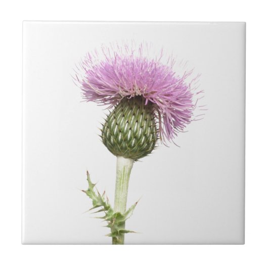 Thistle Tegeltje (Voorkant)
