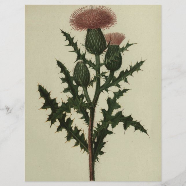Thistle Van Bloemen en Varen van Amerika Papier (Voorkant)