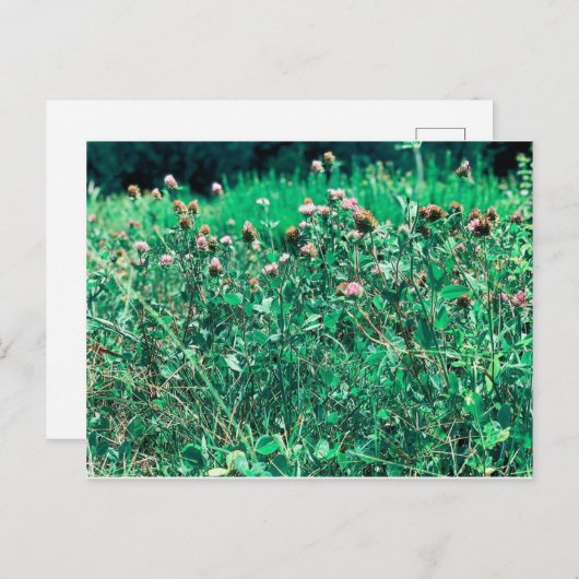 Thistles Briefkaart (Voorkant / Achterkant)