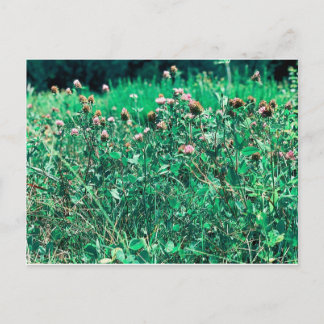 Thistles Briefkaart