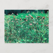 Thistles Briefkaart (Voorkant)