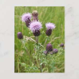 Thistles Briefkaart