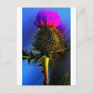 Thistles, de bloem van Schotland. Briefkaart