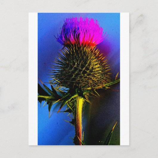 Thistles, de bloem van Schotland. Briefkaart (Voorkant)