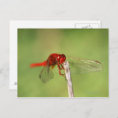 Thomas Baines Natuur Reserve, oostelijk Kaapje Briefkaart (Voorkant / Achterkant)