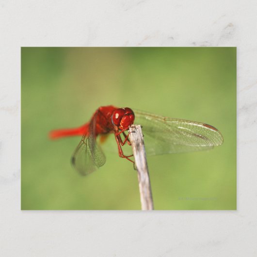 Thomas Baines Natuur Reserve, oostelijk Kaapje Briefkaart (Voorkant)