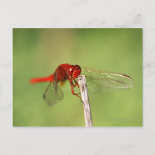 Thomas Baines Natuur Reserve, oostelijk Kaapje Briefkaart