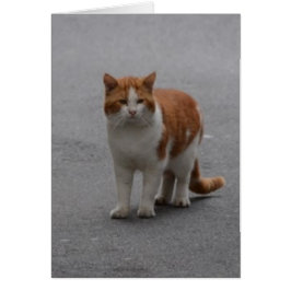 Thomas Ginger en White Cat