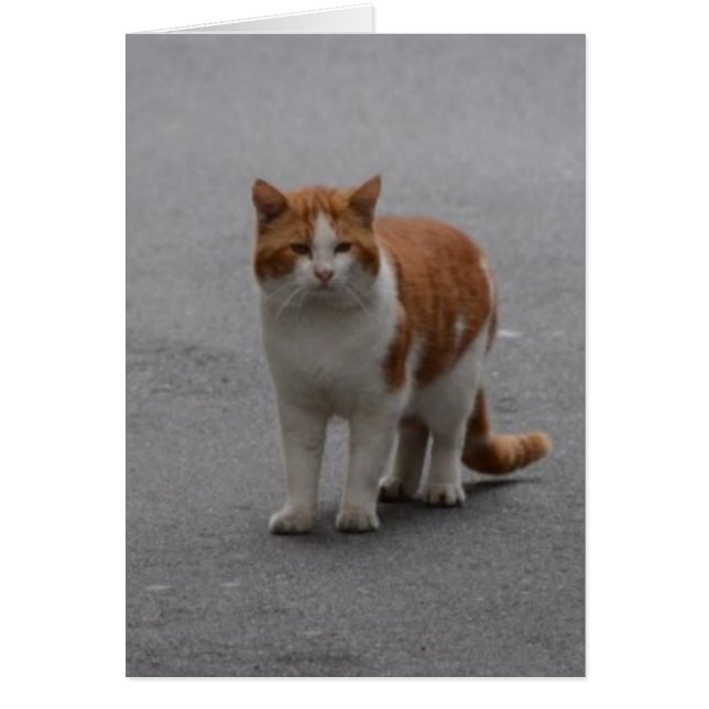 Thomas Ginger en White Cat (Voorkant)