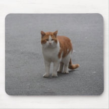 Thomas Ginger en White Cat