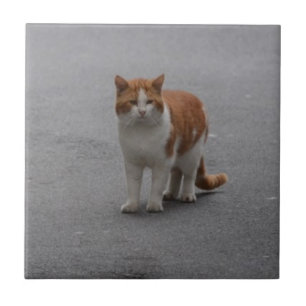 Thomas Ginger en White Cat Tegeltje