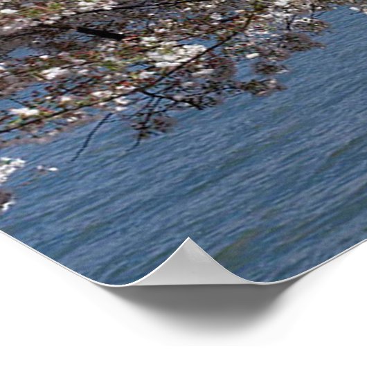 Thomas Jefferson Memorial met Cherry Blossom Poster (Hoek)