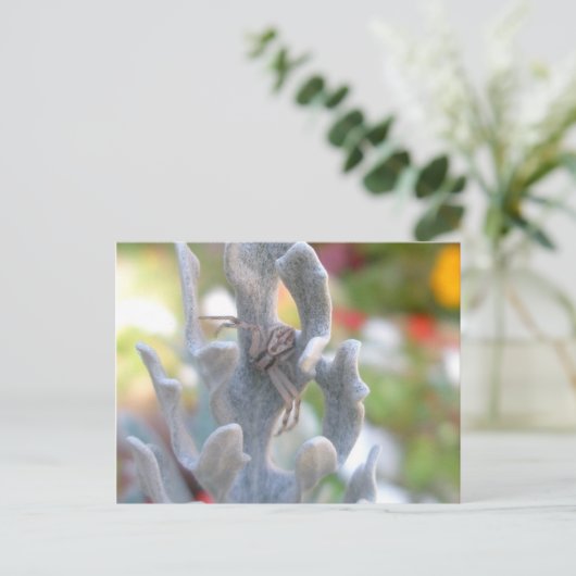 Thomisid Crab Spider Briefkaart (Staand voorkant)